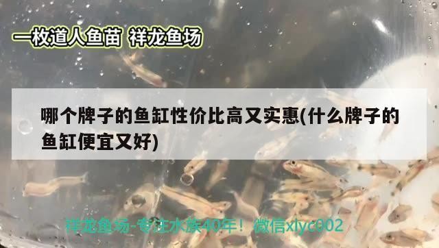 上海小龍魚幼兒園怎么樣啊（上海小龍魚幼兒園怎么樣啊多少錢）