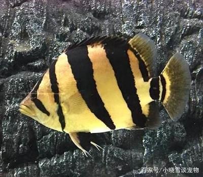 虎魚越養越黑怎么辦：虎魚為什么越養越黑