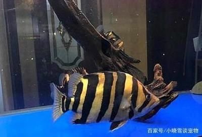 虎魚越養越黑怎么辦：虎魚為什么越養越黑