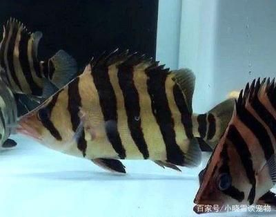 虎魚越養越黑怎么辦：虎魚為什么越養越黑