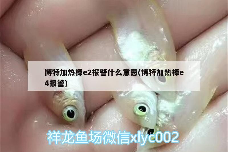 博特加熱棒e2報警什么意思(博特加熱棒e4報警)