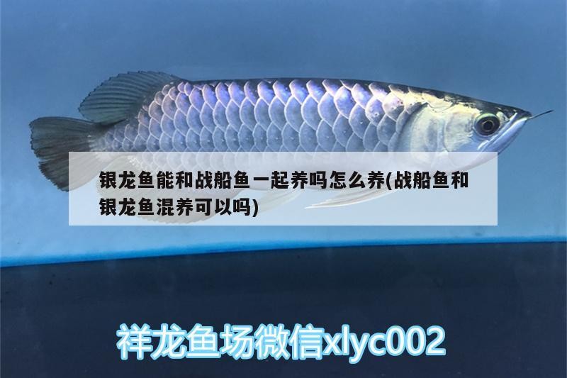 銀龍魚(yú)能和戰(zhàn)船魚(yú)一起養(yǎng)嗎怎么養(yǎng)(戰(zhàn)船魚(yú)和銀龍魚(yú)混養(yǎng)可以嗎)