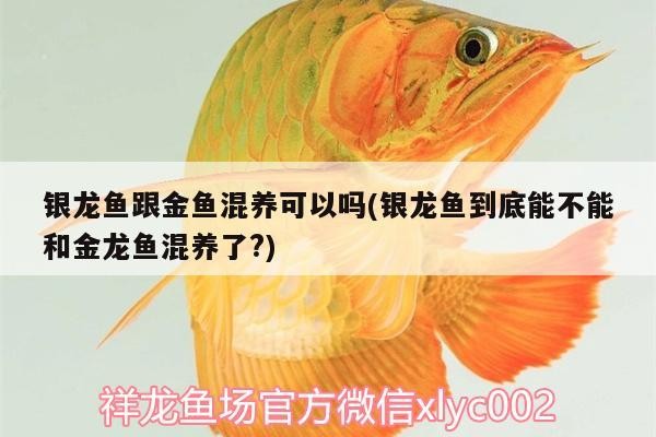 銀龍魚跟金魚混養可以嗎(銀龍魚到底能不能和金龍魚混養了?)