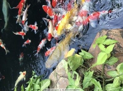 錦鯉能跟金龍魚養一個池嗎