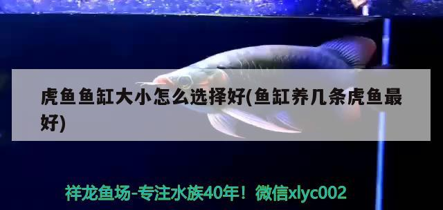 虎魚魚缸大小怎么選擇好(魚缸養幾條虎魚最好)