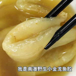 小金龍魚膠建議買嗎