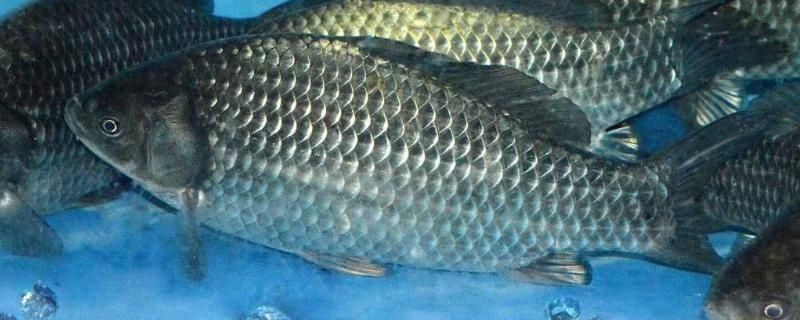 如何鑒別雌雄BD魟魚：bd魟魚的鑒別方法