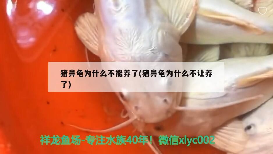 魚缸過濾器選購指南:自制魚缸過濾器魚缸上置過濾器對于養魚愛好者的必備知識 豬鼻龜為什么不能養了(豬鼻龜為什么不讓養了) 豬鼻龜百科 豬鼻龜為什么不能養了(豬鼻龜為什么不讓養了) 豬鼻龜為什么不能養了(豬鼻龜為什么不讓養了) 豬鼻龜百科