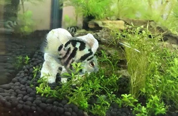 魚缸用了甲基藍怎樣還原顏色（魚缸用了甲基藍怎樣還原顏色呢）