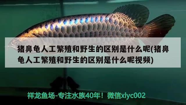 豬鼻龜人工繁殖和野生的區別是什么呢(豬鼻龜人工繁殖和野生的區別是什么呢視頻)