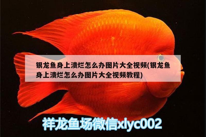 銀龍魚身上潰爛怎么辦圖片大全視頻(銀龍魚身上潰爛怎么辦圖片大全視頻教程)