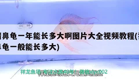 豬鼻龜一年能長多大啊圖片大全視頻教程(豬鼻龜一般能長多大)