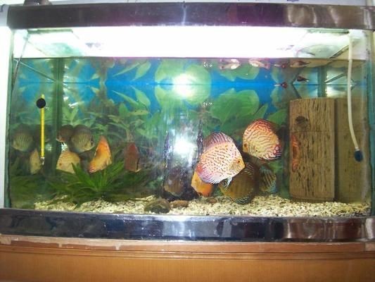玻璃膠粘的魚缸有毒嗎安全嗎：使用玻璃膠粘接的魚缸在膠水固化后，基本上是安全的 玻璃膠粘的魚缸有毒嗎安全嗎：使用玻璃膠粘接的魚缸在膠水固化后，基本上是安全的 魚缸百科 第1張