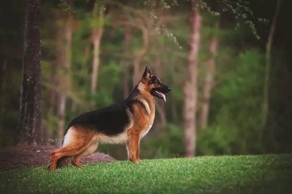 賽級犬品種