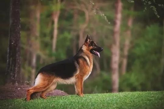 賽級犬品種