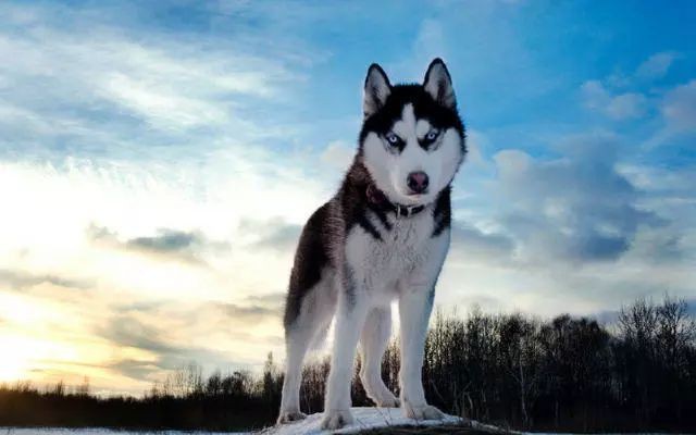 賽級(jí)犬品種