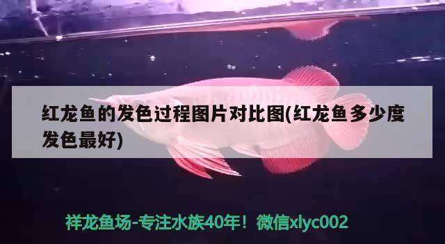 紅龍魚的發色過程圖片對比圖(紅龍魚多少度發色最好)