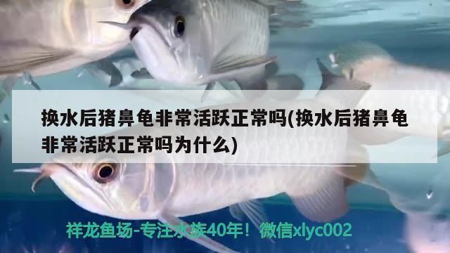 換水后豬鼻龜非常活躍正常嗎(換水后豬鼻龜非常活躍正常嗎為什么)
