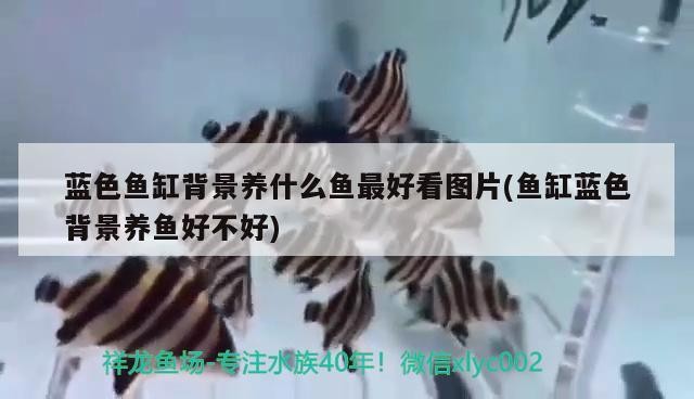 藍(lán)色魚缸背景養(yǎng)什么魚最好看圖片(魚缸藍(lán)色背景養(yǎng)魚好不好) 藍(lán)色魚缸背景養(yǎng)什么魚最好看圖片(魚缸藍(lán)色背景養(yǎng)魚好不好) 魟魚百科