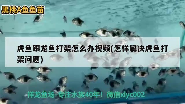 虎魚跟龍魚打架怎么辦視頻(怎樣解決虎魚打架問題) 虎魚跟龍魚打架怎么辦視頻(怎樣解決虎魚打架問題) 虎魚百科