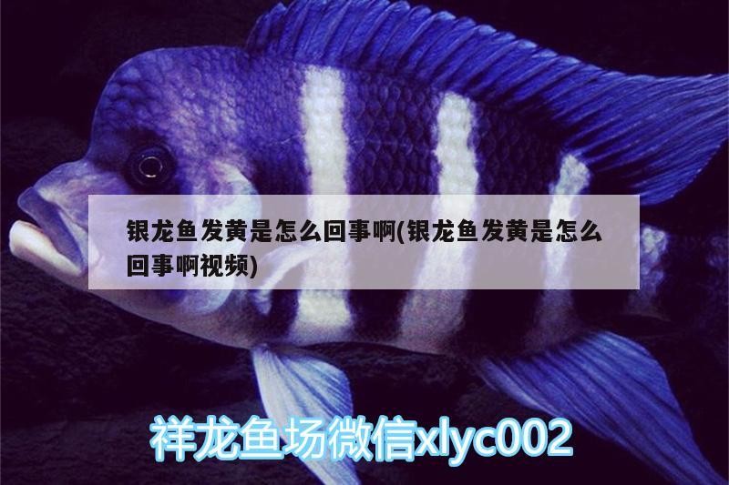 魚缸用增氧泵價格是多少:魚缸增氧機-xtrac增氧機-xtrac增氧機 銀龍魚發黃是怎么回事啊(銀龍魚發黃是怎么回事啊視頻) 銀龍魚百科 銀龍魚發黃是怎么回事啊(銀龍魚發黃是怎么回事啊視頻) 銀龍魚發黃是怎么回事啊(銀龍魚發黃是怎么回事啊視頻) 銀龍魚百科