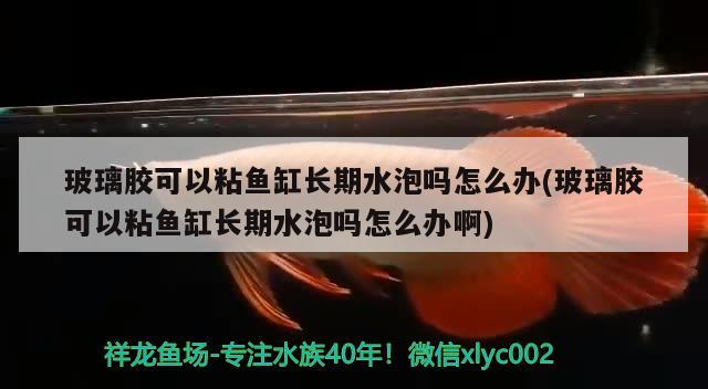 玻璃膠可以粘魚缸長期水泡嗎怎么辦(玻璃膠可以粘魚缸長期水泡嗎怎么辦啊)