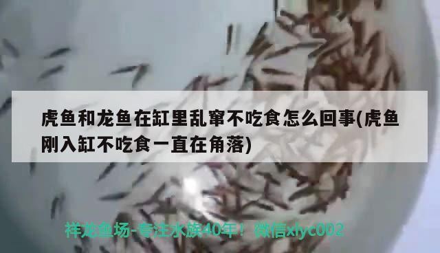 虎魚和龍魚在缸里亂竄不吃食怎么回事(虎魚剛入缸不吃食一直在角落)