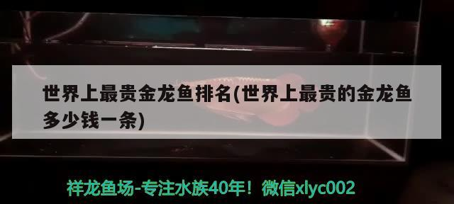世界上最貴金龍魚(yú)排名(世界上最貴的金龍魚(yú)多少錢一條)