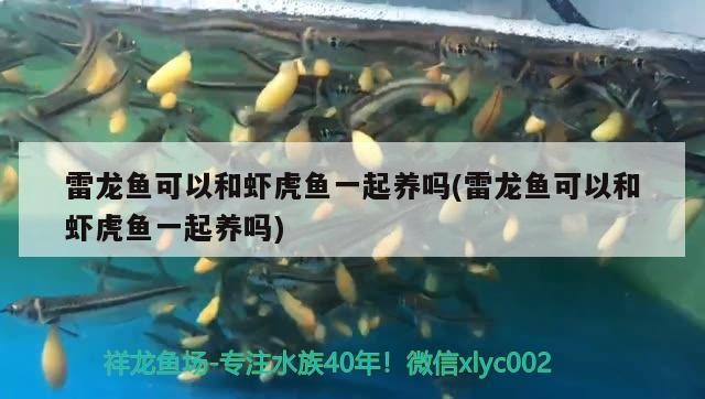 雷龍魚可以和蝦虎魚一起養嗎(雷龍魚可以和蝦虎魚一起養嗎)