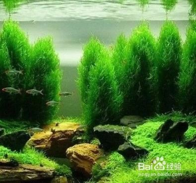彩石要怎么處理再放魚缸：如何處理魚缸彩石