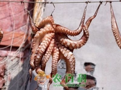 八爪魚(yú)怎么用魚(yú)缸養(yǎng)殖的呢：如何在魚(yú)缸中養(yǎng)殖八爪魚(yú)