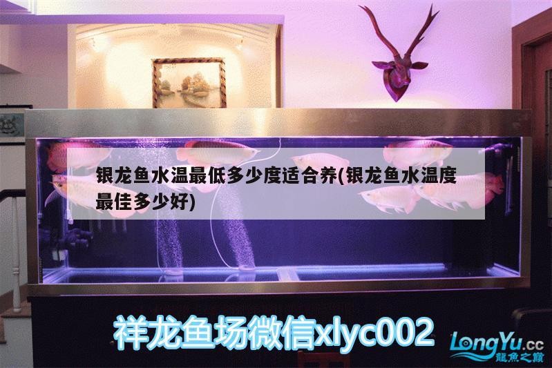 銀龍魚水溫最低多少度適合養(銀龍魚水溫度最佳多少好)