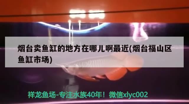 煙臺賣魚缸的地方在哪兒啊最近(煙臺福山區魚缸市場)