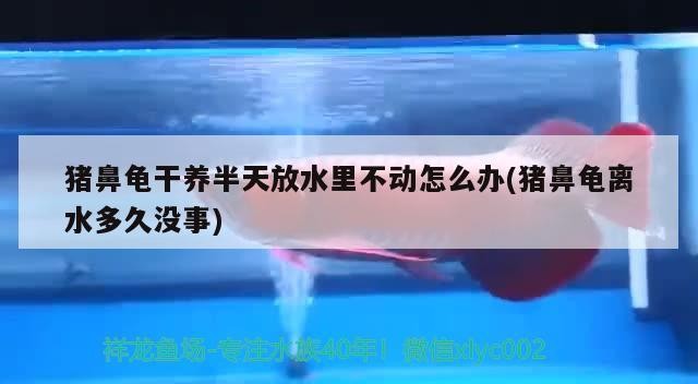 豬鼻龜干養半天放水里不動怎么辦(豬鼻龜離水多久沒事)