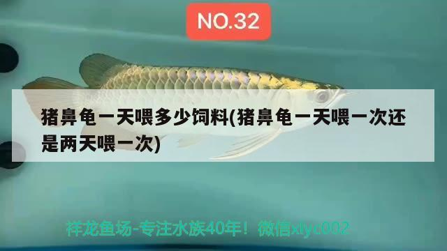 豬鼻龜一天喂多少飼料(豬鼻龜一天喂一次還是兩天喂一次)