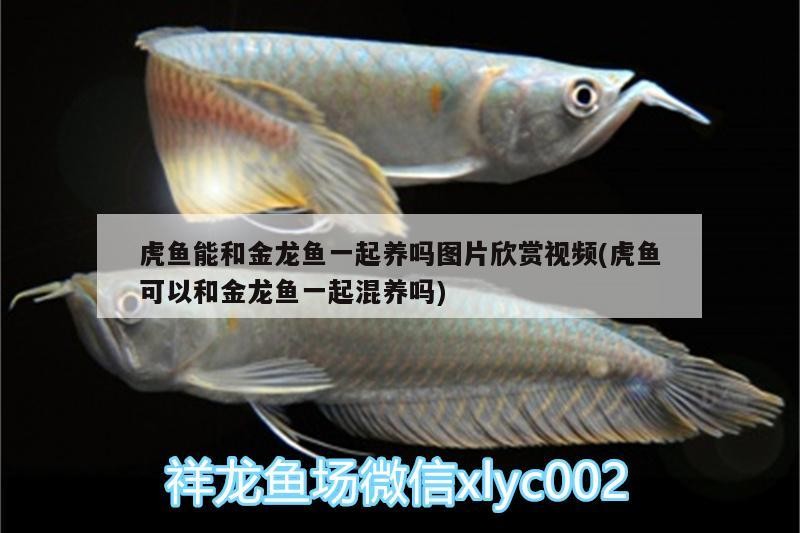 虎魚能和金龍魚一起養嗎圖片欣賞視頻(虎魚可以和金龍魚一起混養嗎) 虎魚能和金龍魚一起養嗎圖片欣賞視頻(虎魚可以和金龍魚一起混養嗎) 虎魚百科