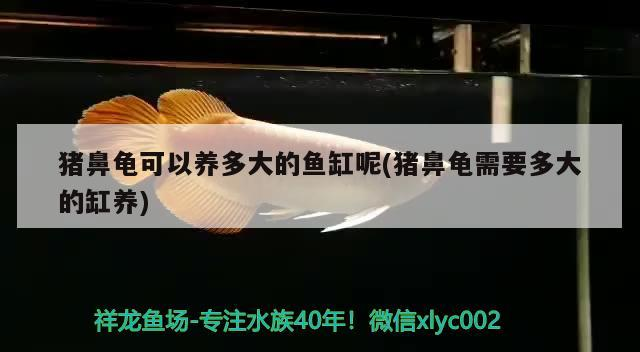 豬鼻龜可以養多大的魚缸呢(豬鼻龜需要多大的缸養)