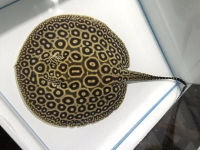 黑帝王魟魚繁殖周期的具體時間,關于黑帝王魟魚繁殖周期的一些詳細信息 魟魚百科 第4張 黑帝王魟魚繁殖周期的具體時間,關于黑帝王魟魚繁殖周期的一些詳細信息 黑帝王魟魚繁殖周期的具體時間,關于黑帝王魟魚繁殖周期的一些詳細信息 魟魚百科 第4張