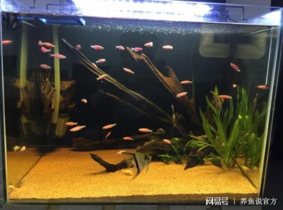 才換的水魚缸水發黃怎么了：如何預防魚缸水發黃