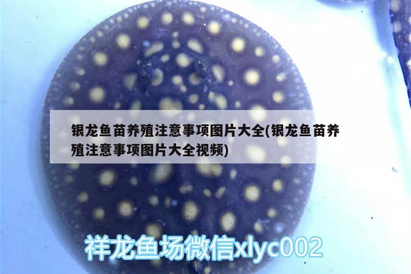銀龍魚苗養殖注意事項圖片大全(銀龍魚苗養殖注意事項圖片大全視頻)