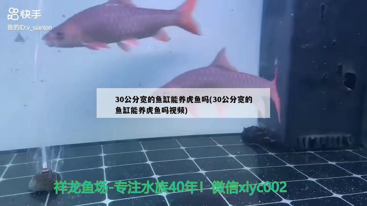30公分寬的魚缸能養虎魚嗎(30公分寬的魚缸能養虎魚嗎視頻)