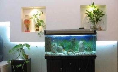 2024年魚缸放在哪里最旺財：2024年魚缸擺放與家居風(fēng)水學(xué)的關(guān)系魚缸擺放位置