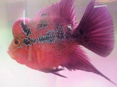 魚缸有裂痕怎么修復(fù)視頻教程（魚缸有裂痕怎么修復(fù)視頻教程大全）