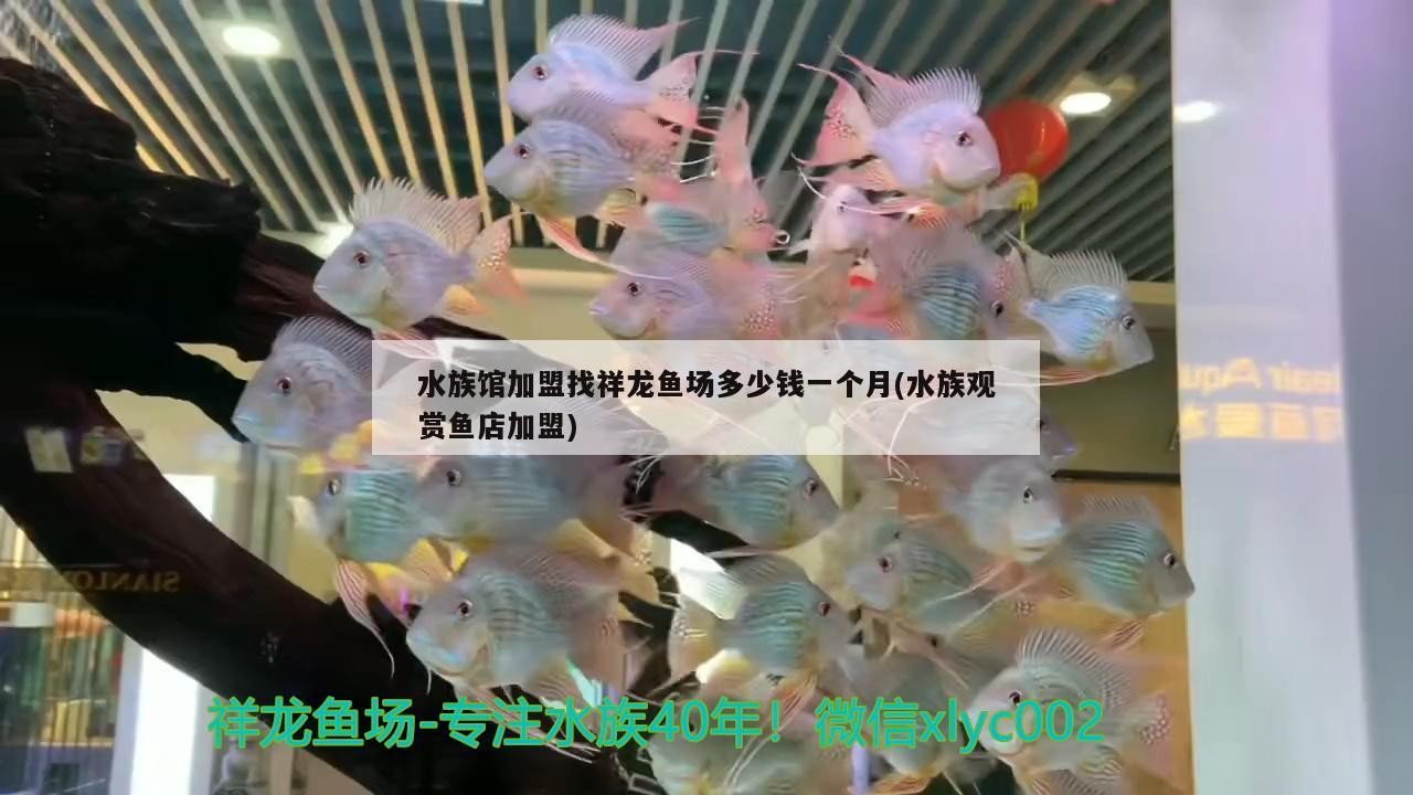 水族館加盟找祥龍魚場多少錢一個月(水族觀賞魚店加盟) 水族館加盟找祥龍魚場多少錢一個月(水族觀賞魚店加盟) vs祥龍魚場