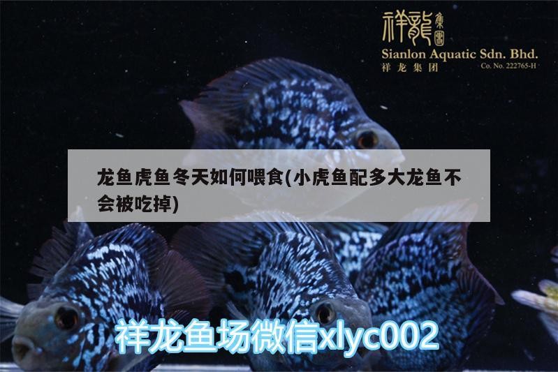 龍魚虎魚冬天如何喂食(小虎魚配多大龍魚不會被吃掉)