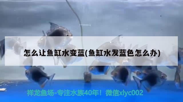 怎么讓魚缸水變藍(魚缸水發藍色怎么辦) 怎么讓魚缸水變藍(魚缸水發藍色怎么辦) 魟魚百科
