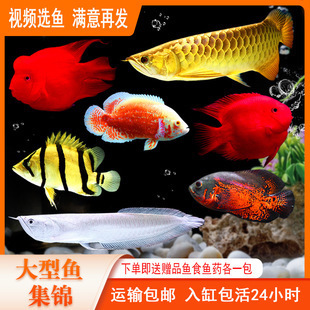 德州紅龍魚價格2688貴嗎？