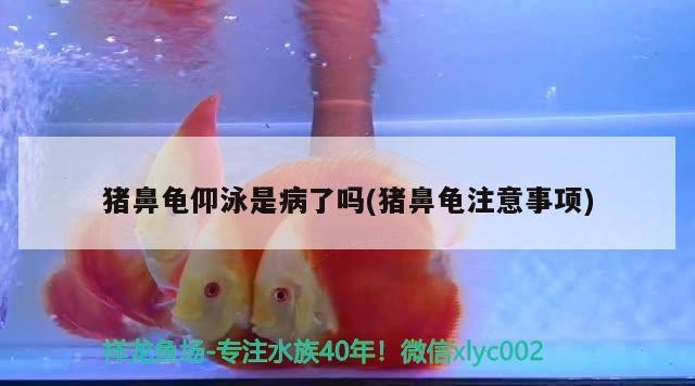 豬鼻龜仰泳是病了嗎(豬鼻龜注意事項(xiàng))