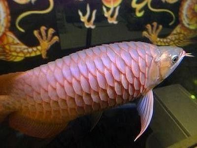 龍魚的須子爛了怎么辦