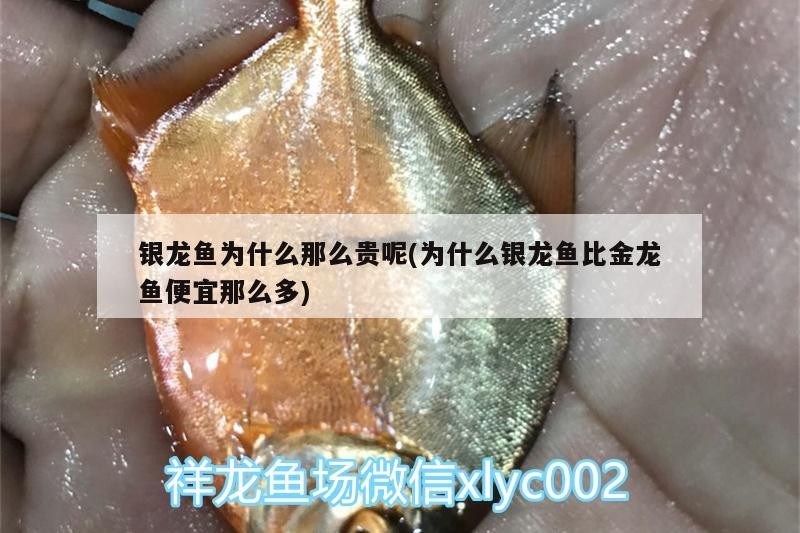 銀龍魚為什么那么貴呢(為什么銀龍魚比金龍魚便宜那么多) 銀龍魚為什么那么貴呢(為什么銀龍魚比金龍魚便宜那么多) 銀龍魚百科